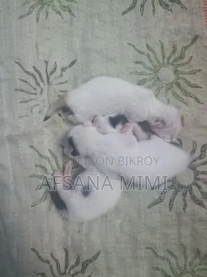 0-1 Month Male Mixed Breed Bengal