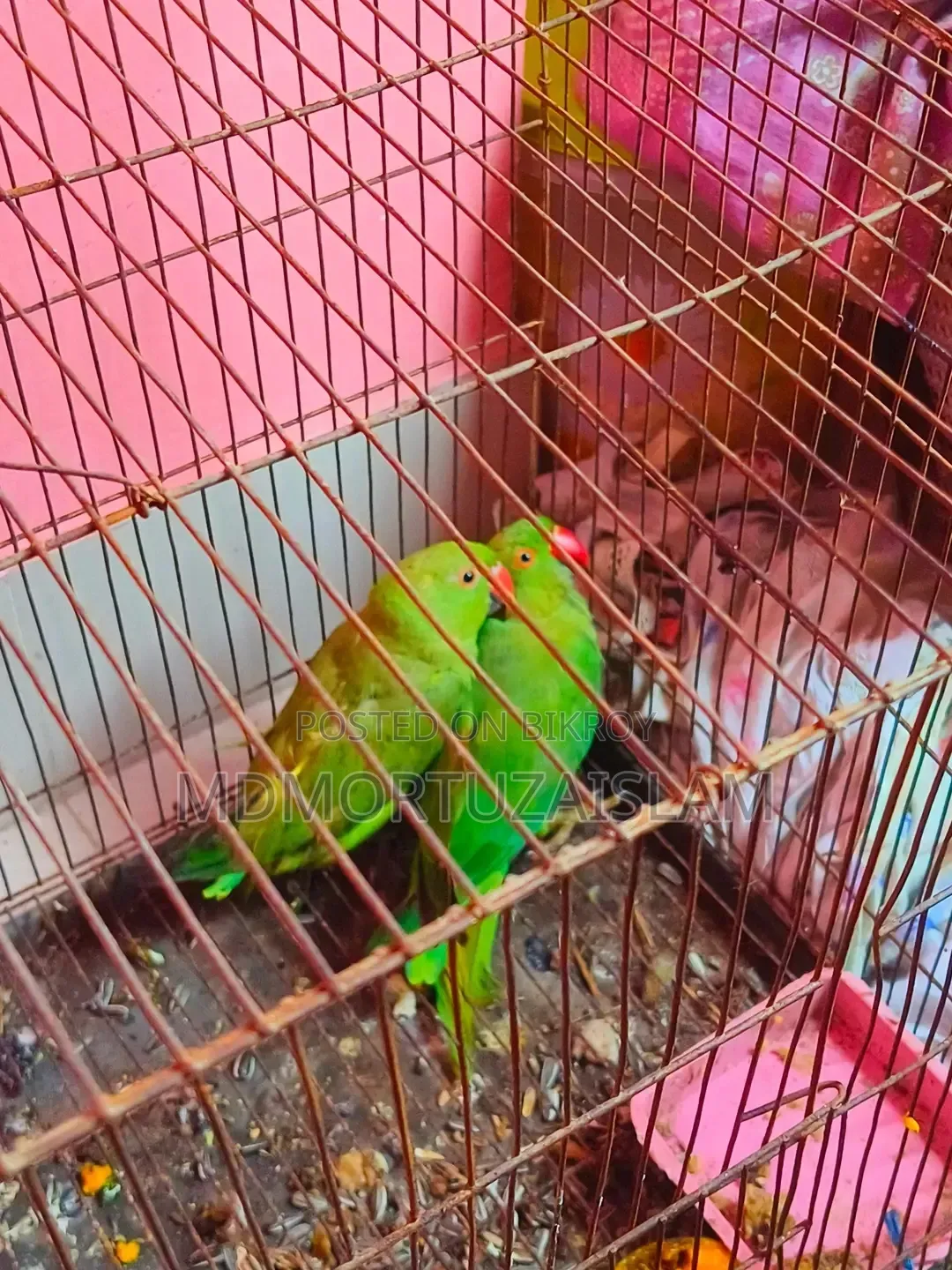 Sales Notice: A pair of adult parrots for sale.
