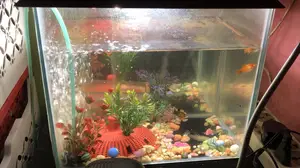 Fish for sale