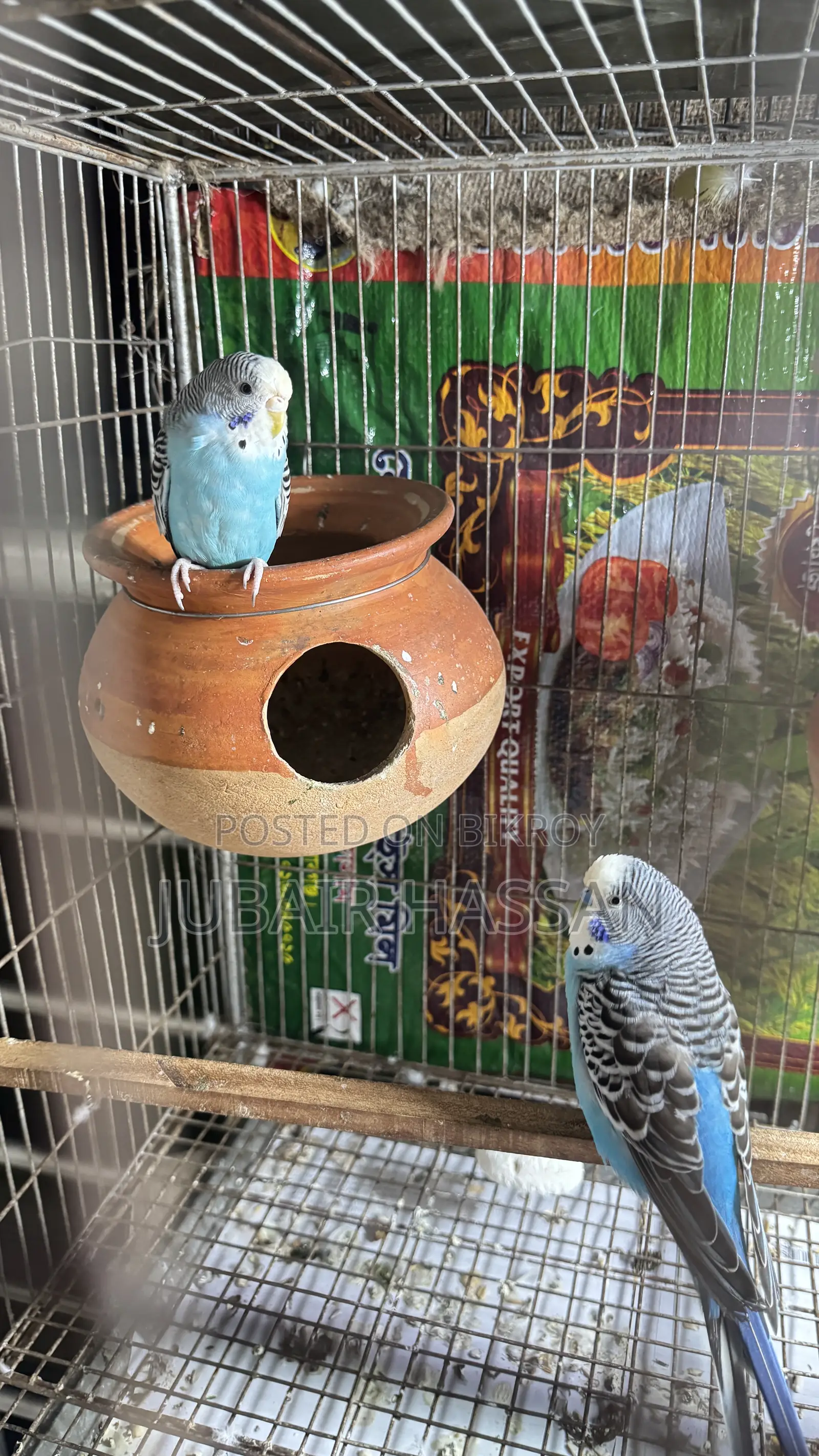 Budgerigar Bird