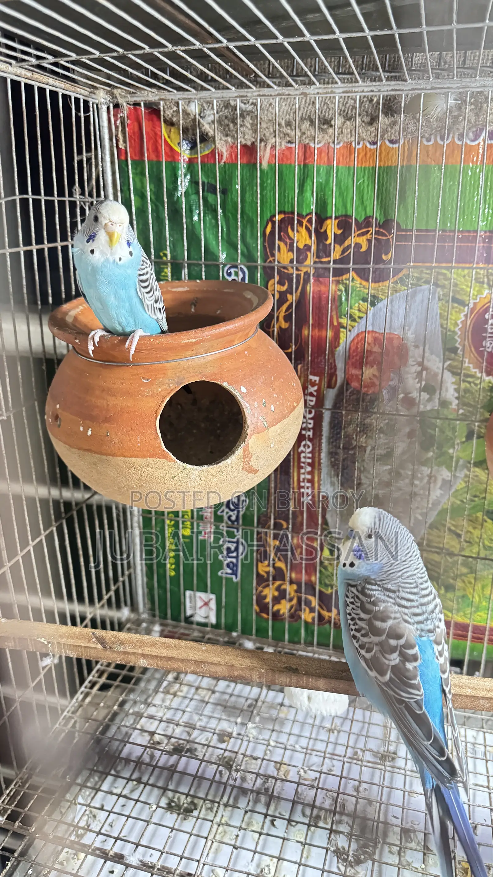 Budgerigar Bird