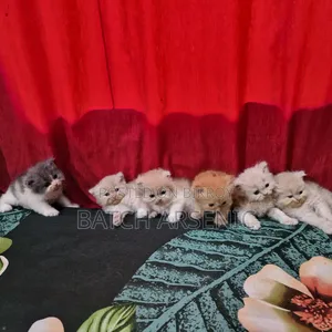 1-3 months Female Purebred Persian