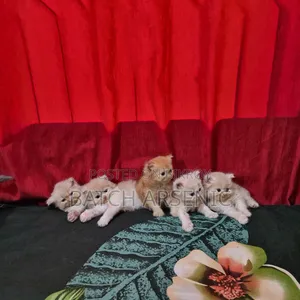 1-3 Months Female Purebred Persian