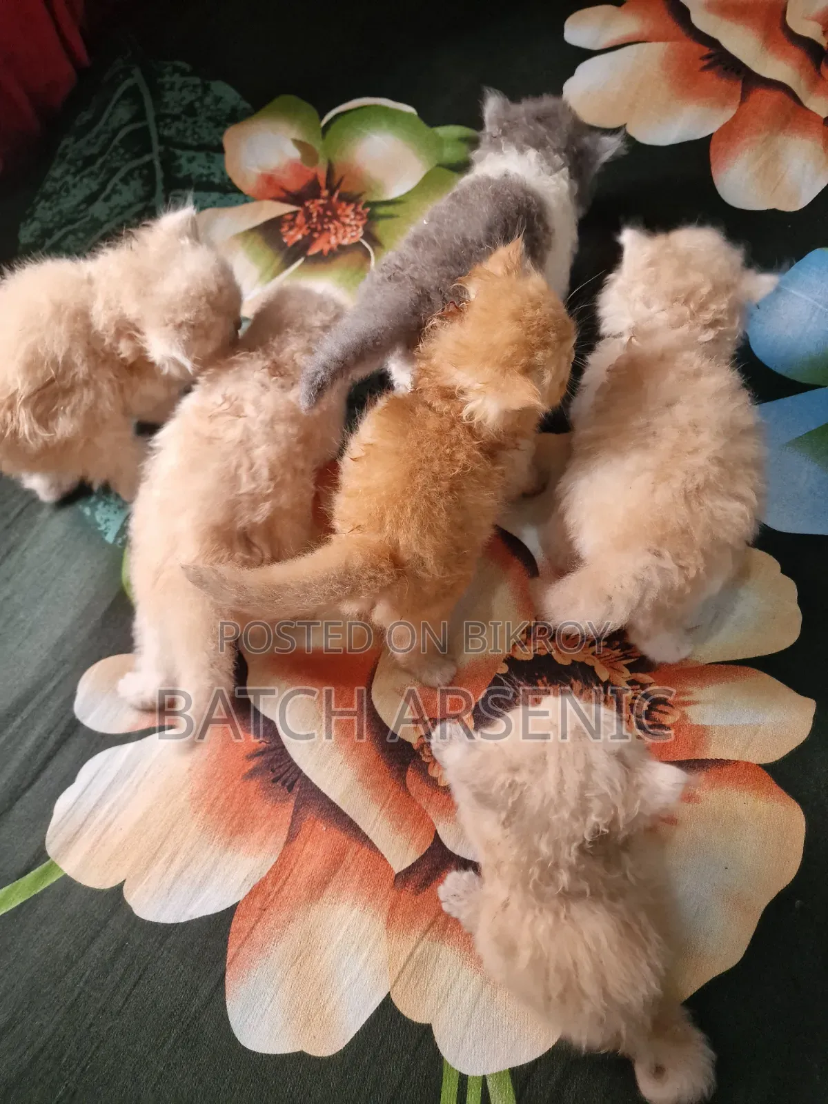 1-3 Months Female Purebred Persian