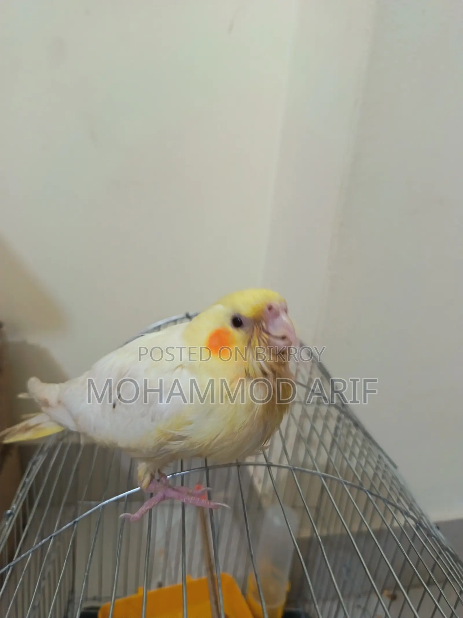 Lutino Bird