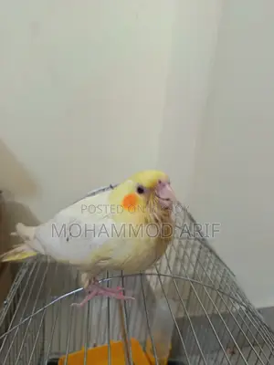 Lutino Bird