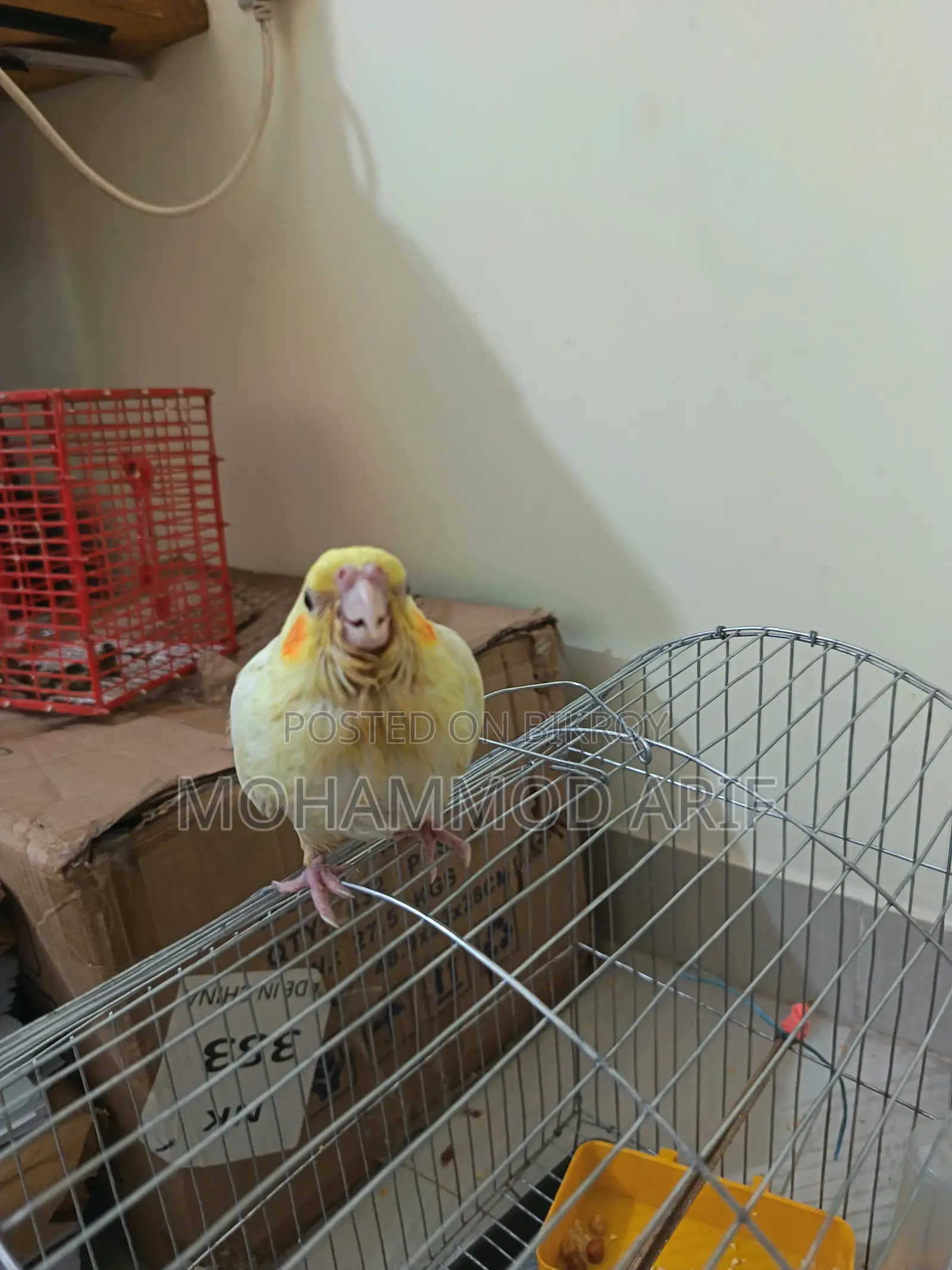 Lutino Bird