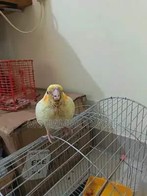 Lutino Bird
