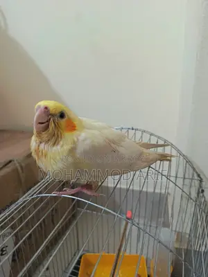 Lutino Bird