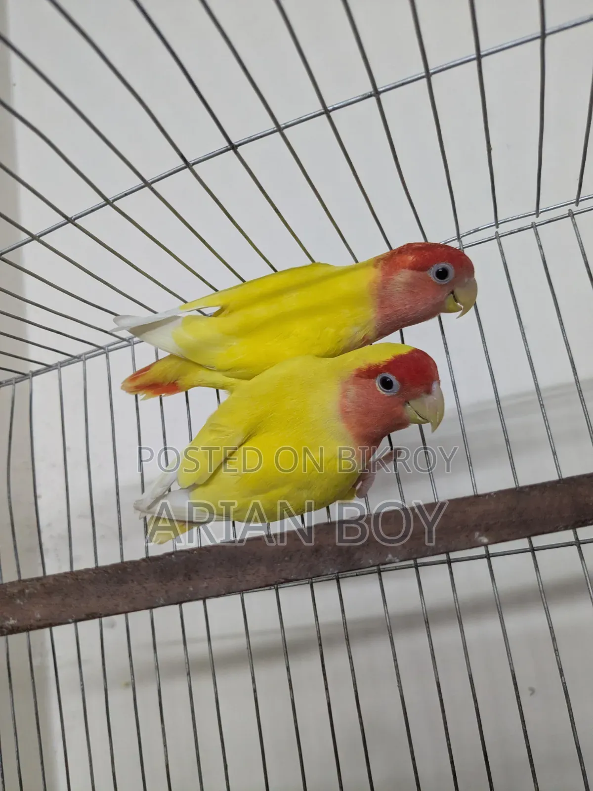 রেডহেড অপালাইন লাভবার্ডস ১জোড়া রানিং পাখি