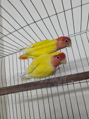 Red-headed Opaline Lovebirds 1 pair running birds