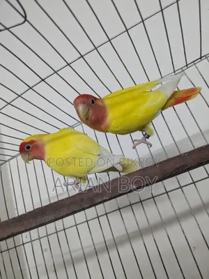 রেডহেড অপালাইন লাভবার্ডস ১জোড়া রানিং পাখি