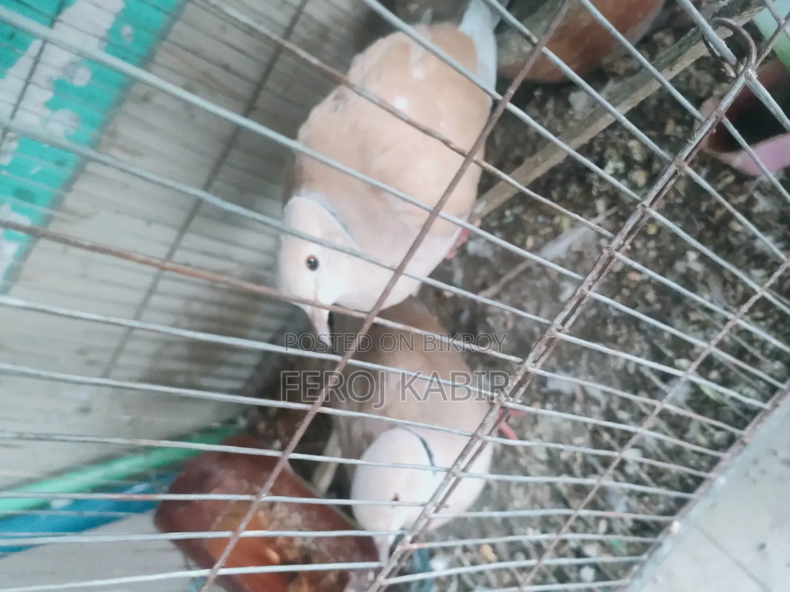 Australian Dove