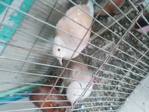 Australian Dove