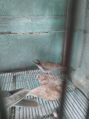 Australian Dove