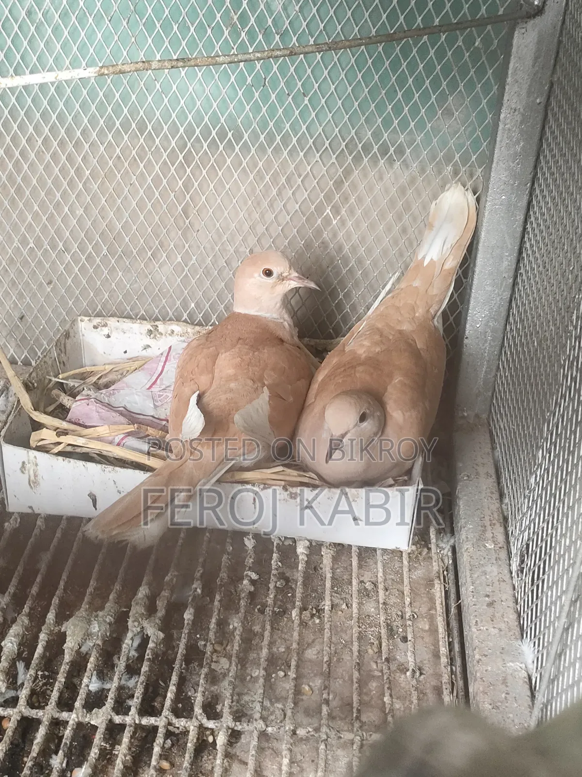 Australian Dove