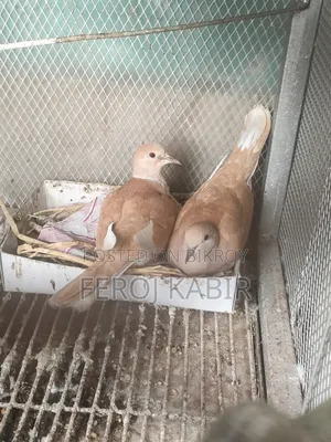Australian Dove
