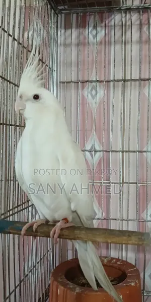 Cockatiel Bird