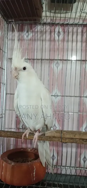 Cockatiel Bird