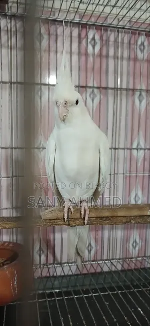 Cockatiel Bird