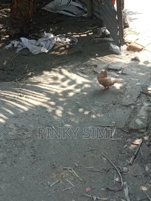 Maya Mukhi Pigeon