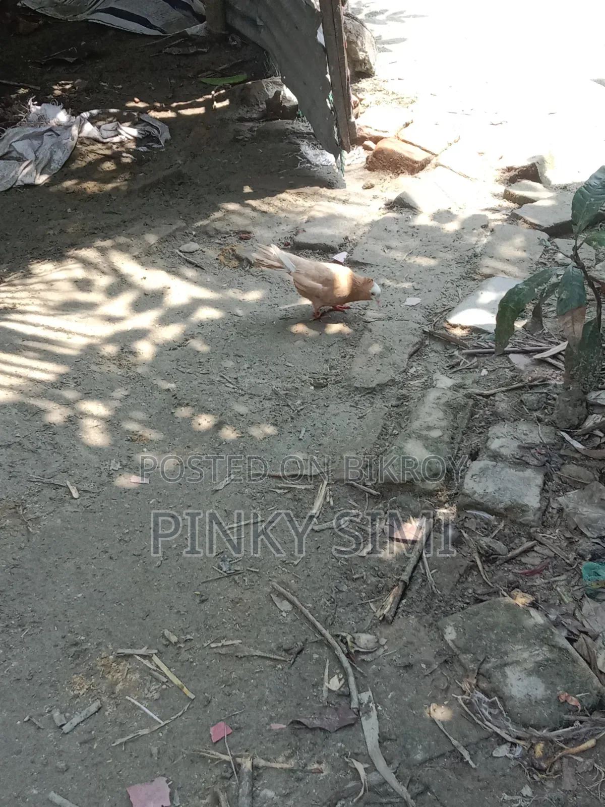 Maya Mukhi Pigeon