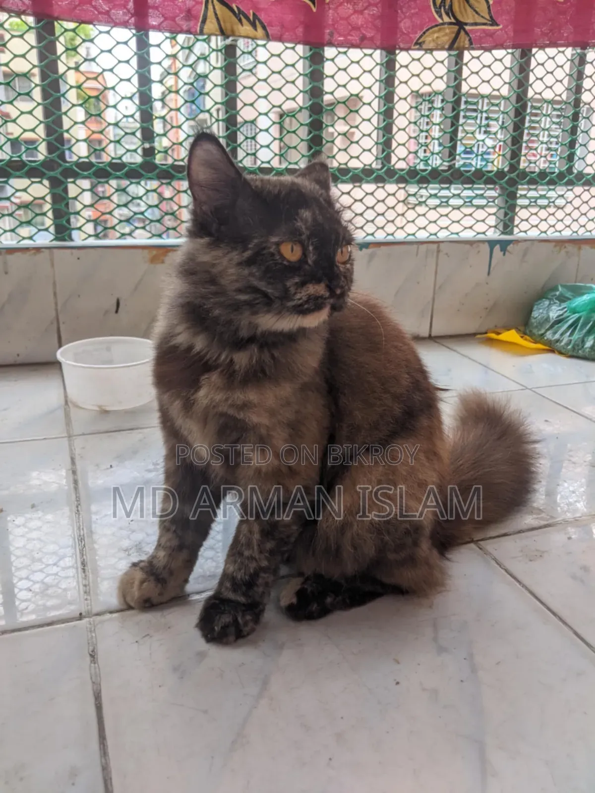 3-6 Months Female Purebred Persian Cat