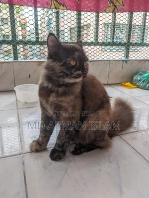 3-6 months Female Purebred Persian