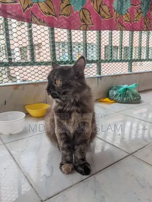 3-6 Months Female Purebred Persian Cat