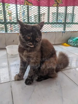 3-6 Months Female Purebred Persian Cat