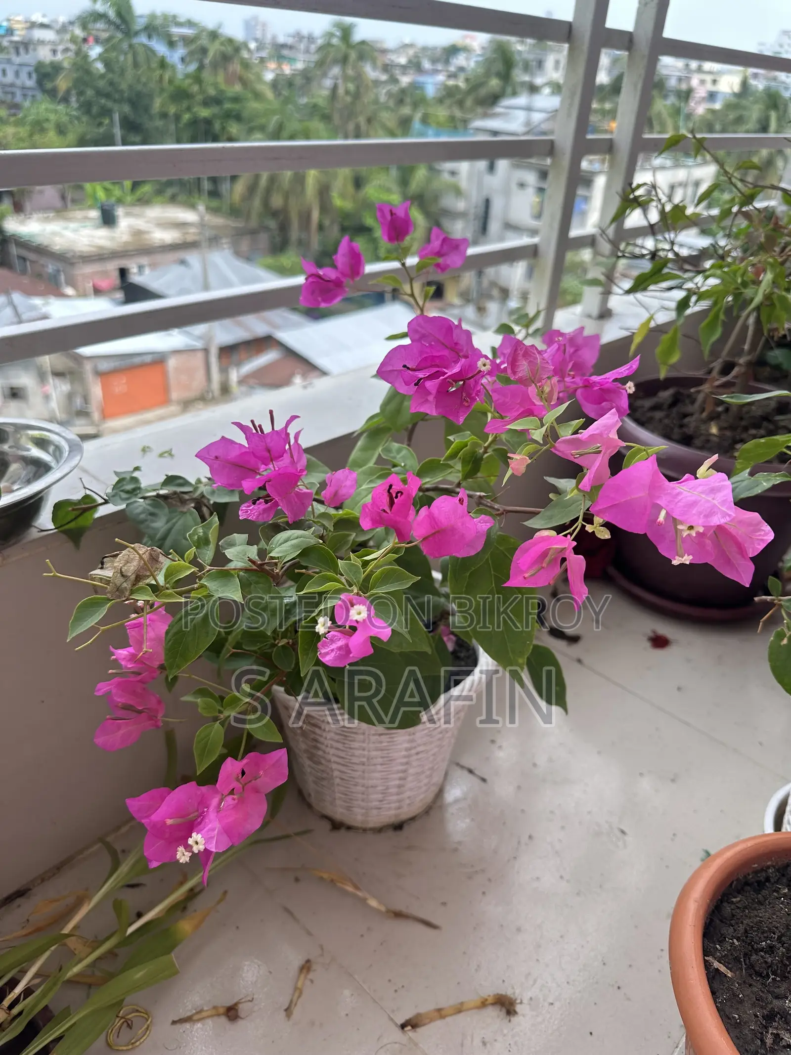 ফুলসহ বাগান বিলাস গাছ বিক্রি হবে
