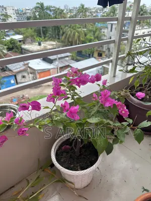 ফুলসহ বাগান বিলাস গাছ বিক্রি হবে