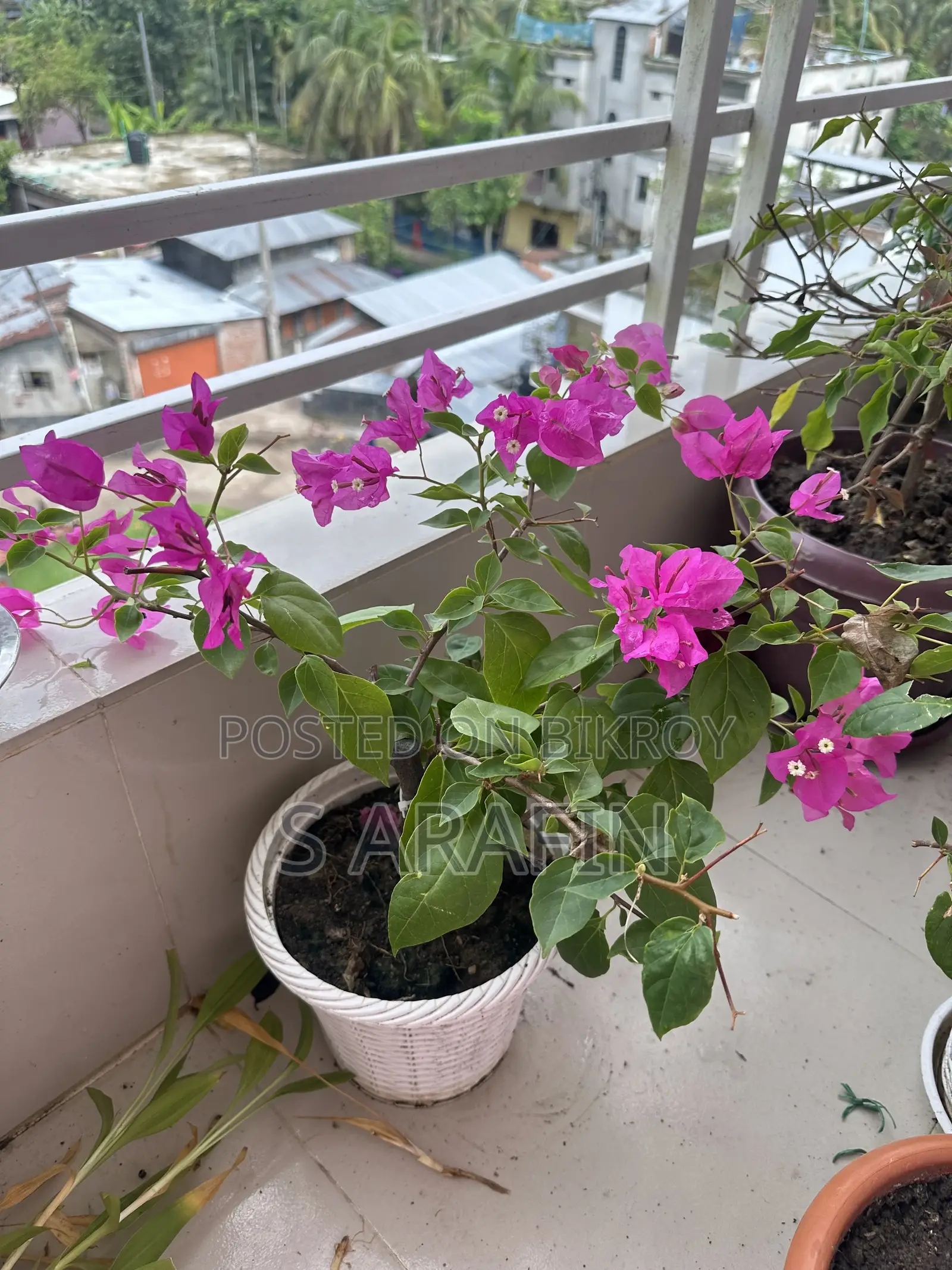 ফুলসহ বাগান বিলাস গাছ বিক্রি হবে