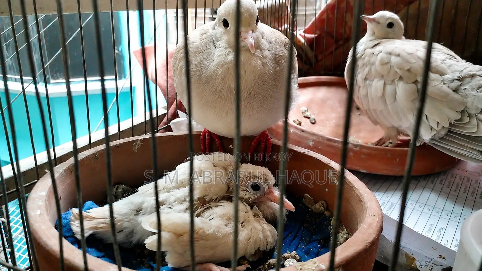 1 Pair Diamond Dove