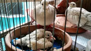 1 Pair Diamond Dove
