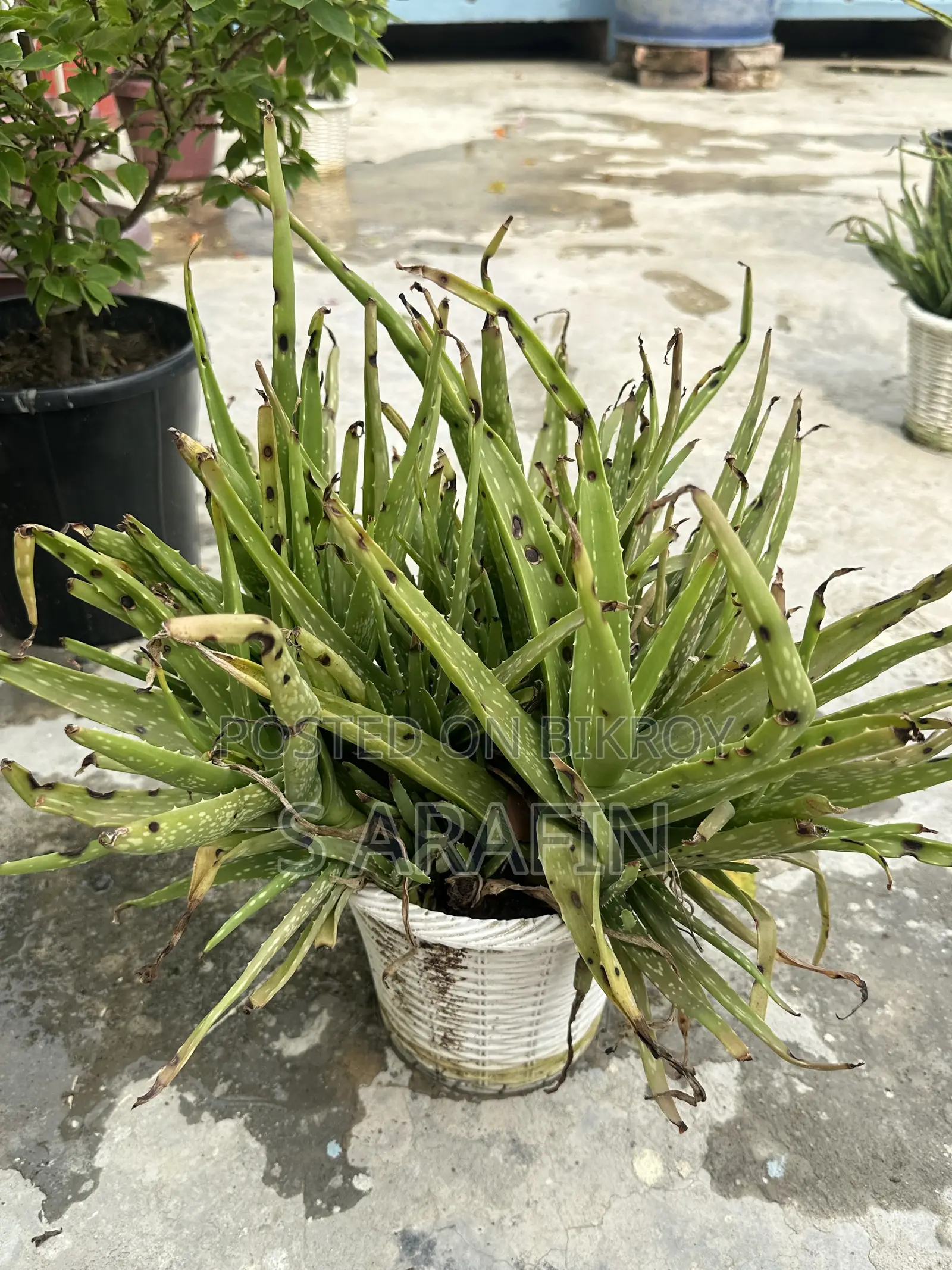 Bushy Aloe Vera plant for sale with pot.