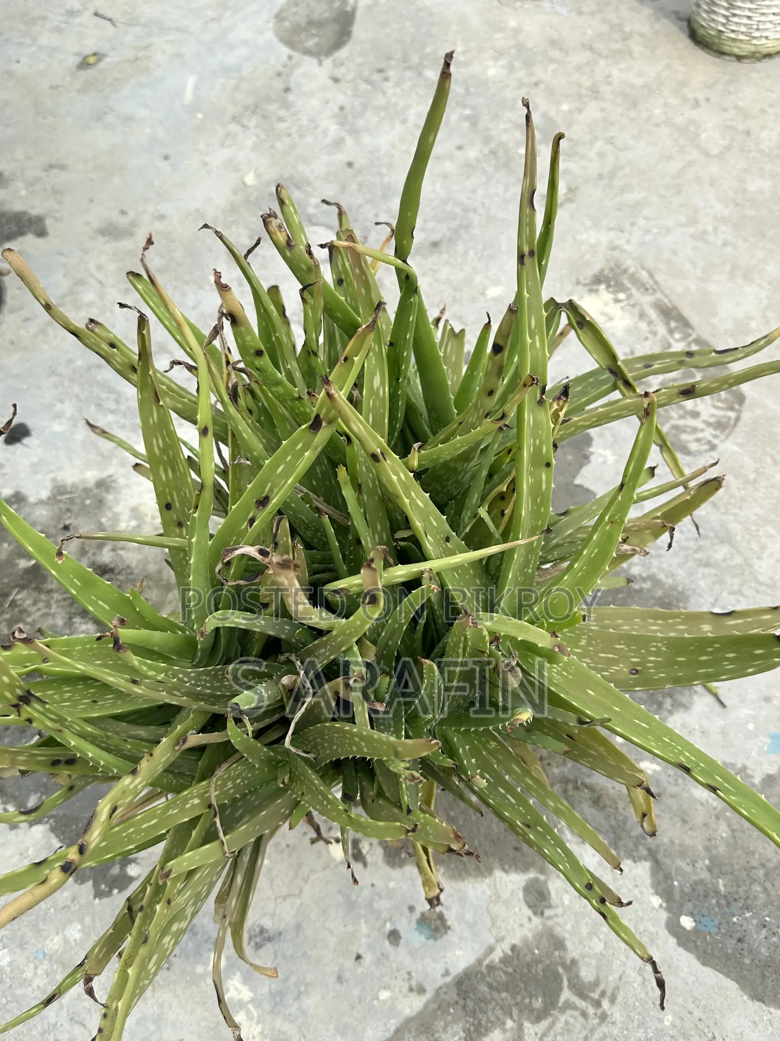 Bushy Aloe Vera plant for sale with pot.