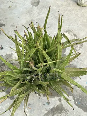 Bushy Aloe Vera plant for sale with pot.