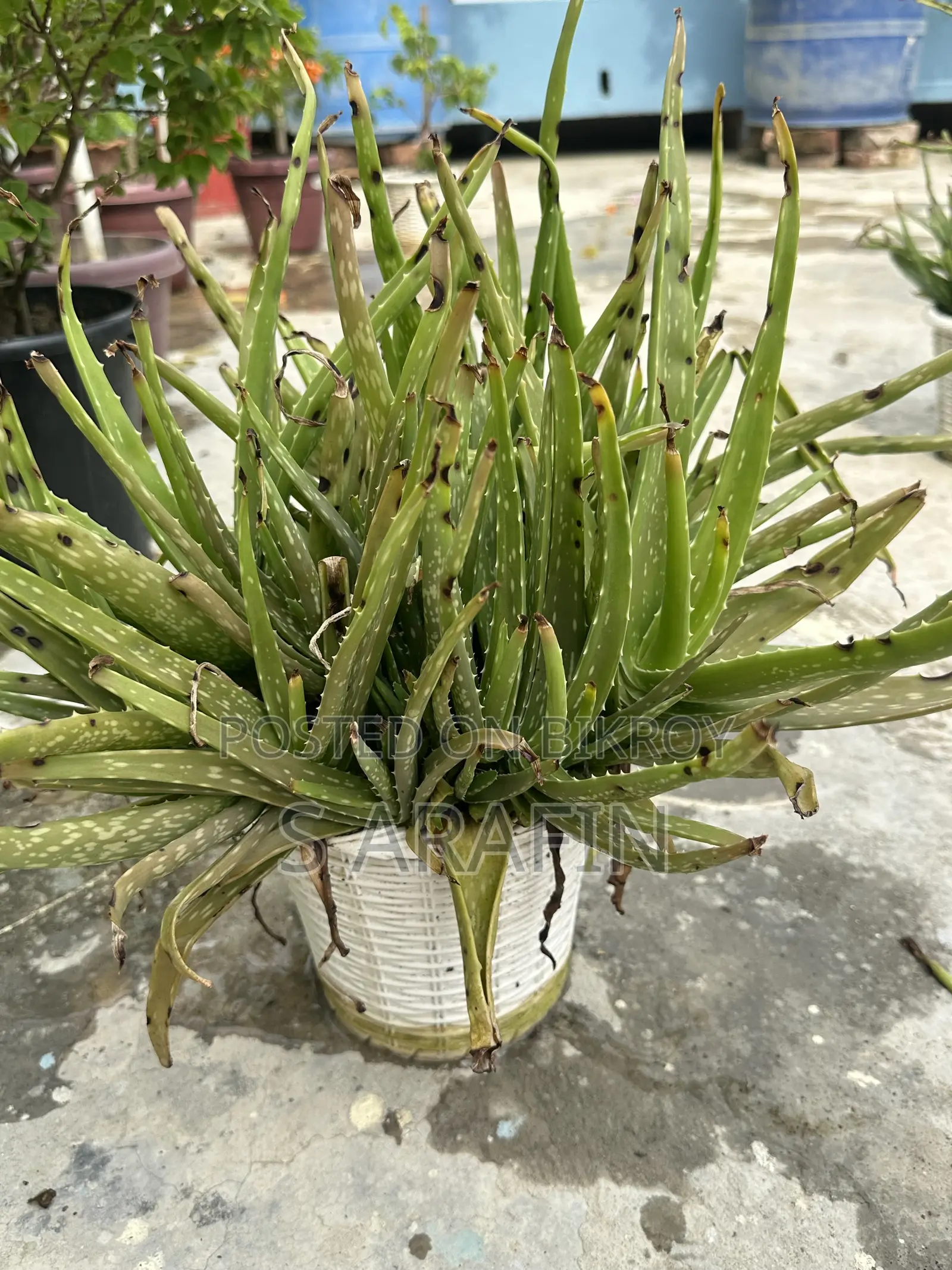 Bushy Aloe Vera plant for sale with pot.
