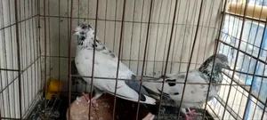 Giribaz Pigeon