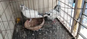 গিরিবাজ কবুতর