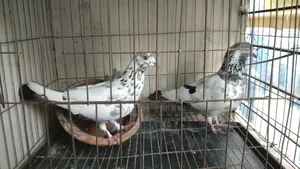 গিরিবাজ কবুতর