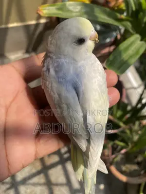 Bird For Sale