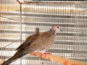 Running Dove