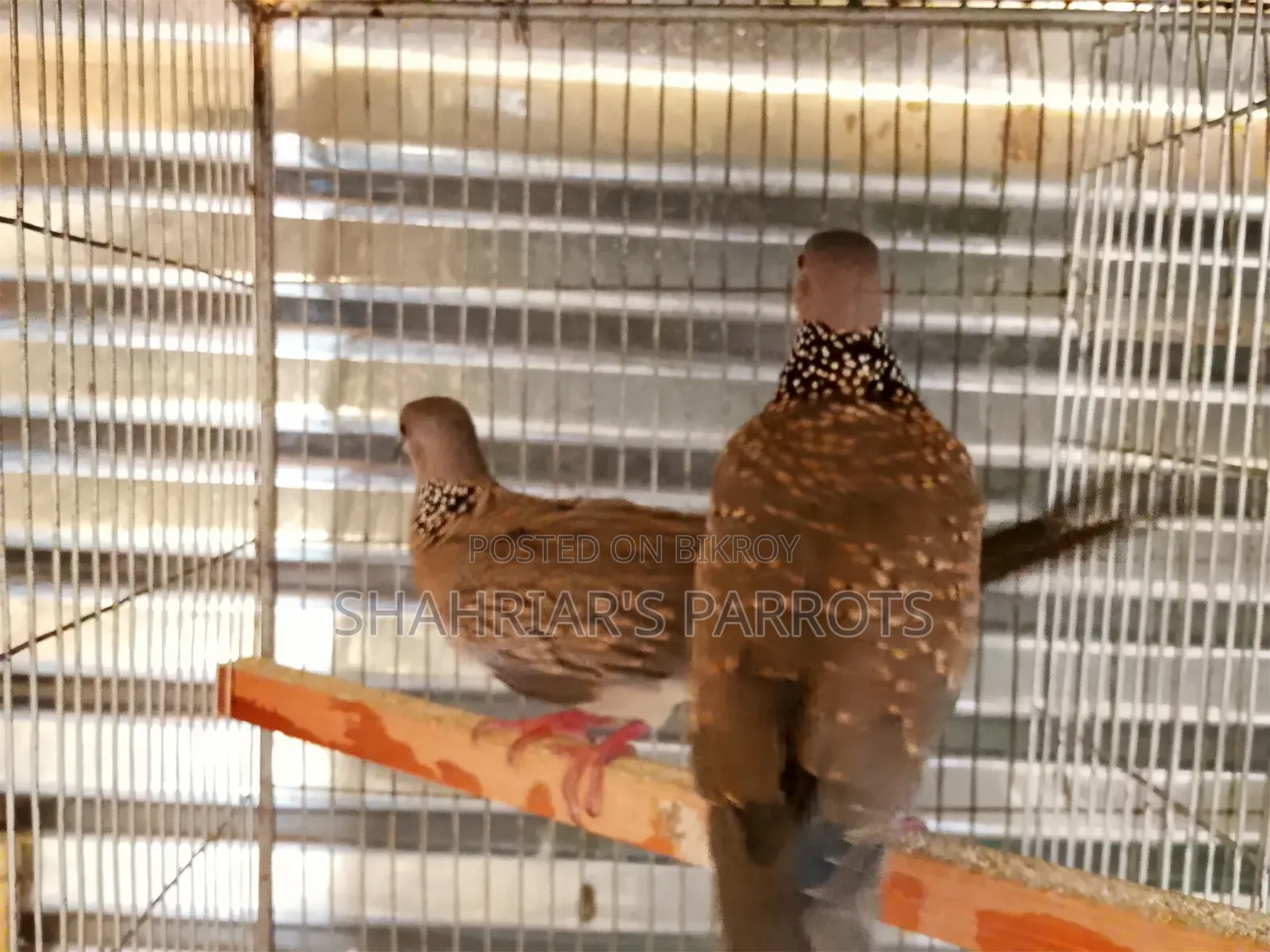 Running Dove