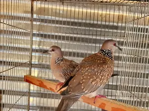 Running Dove