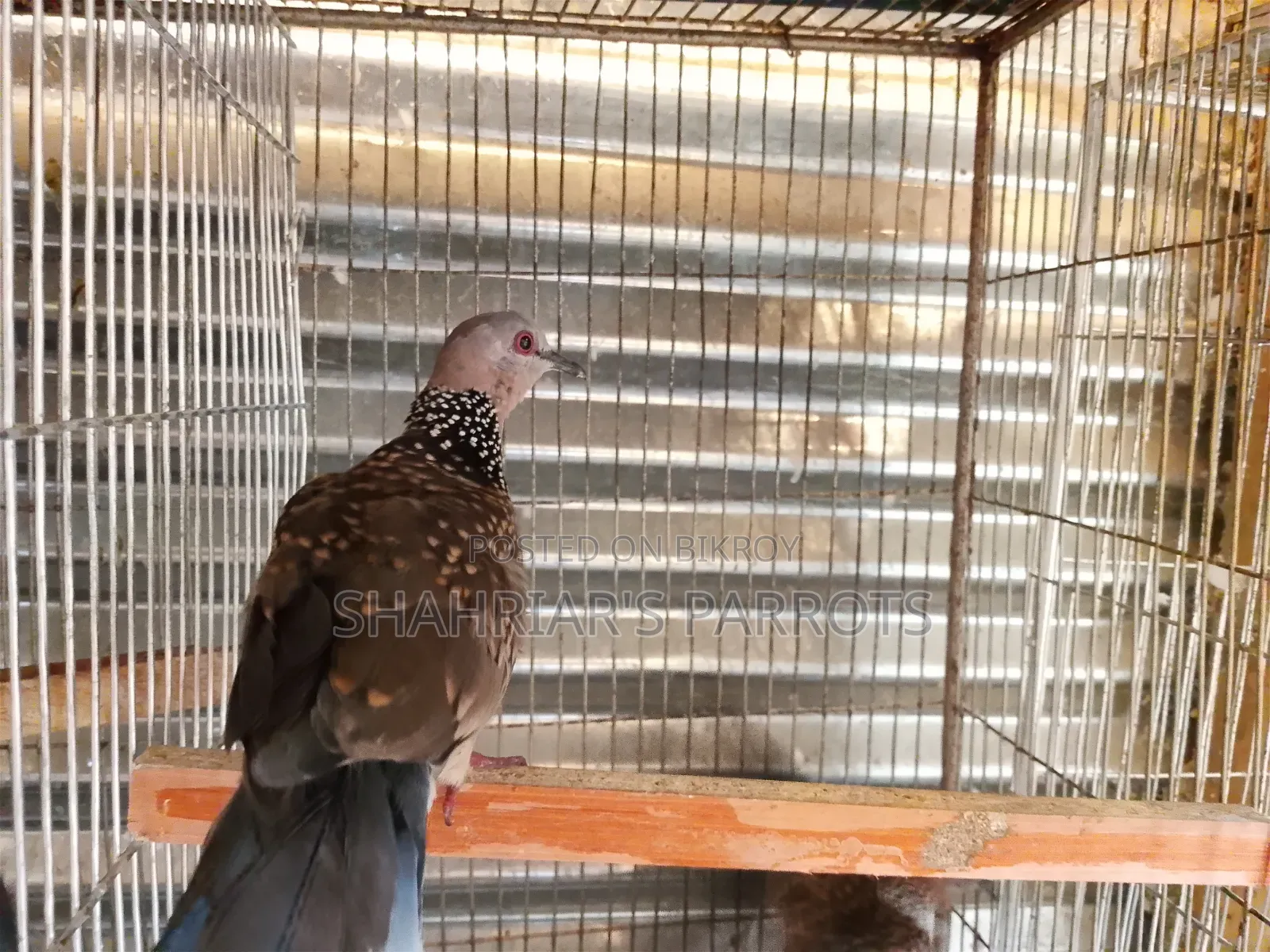 Running Dove