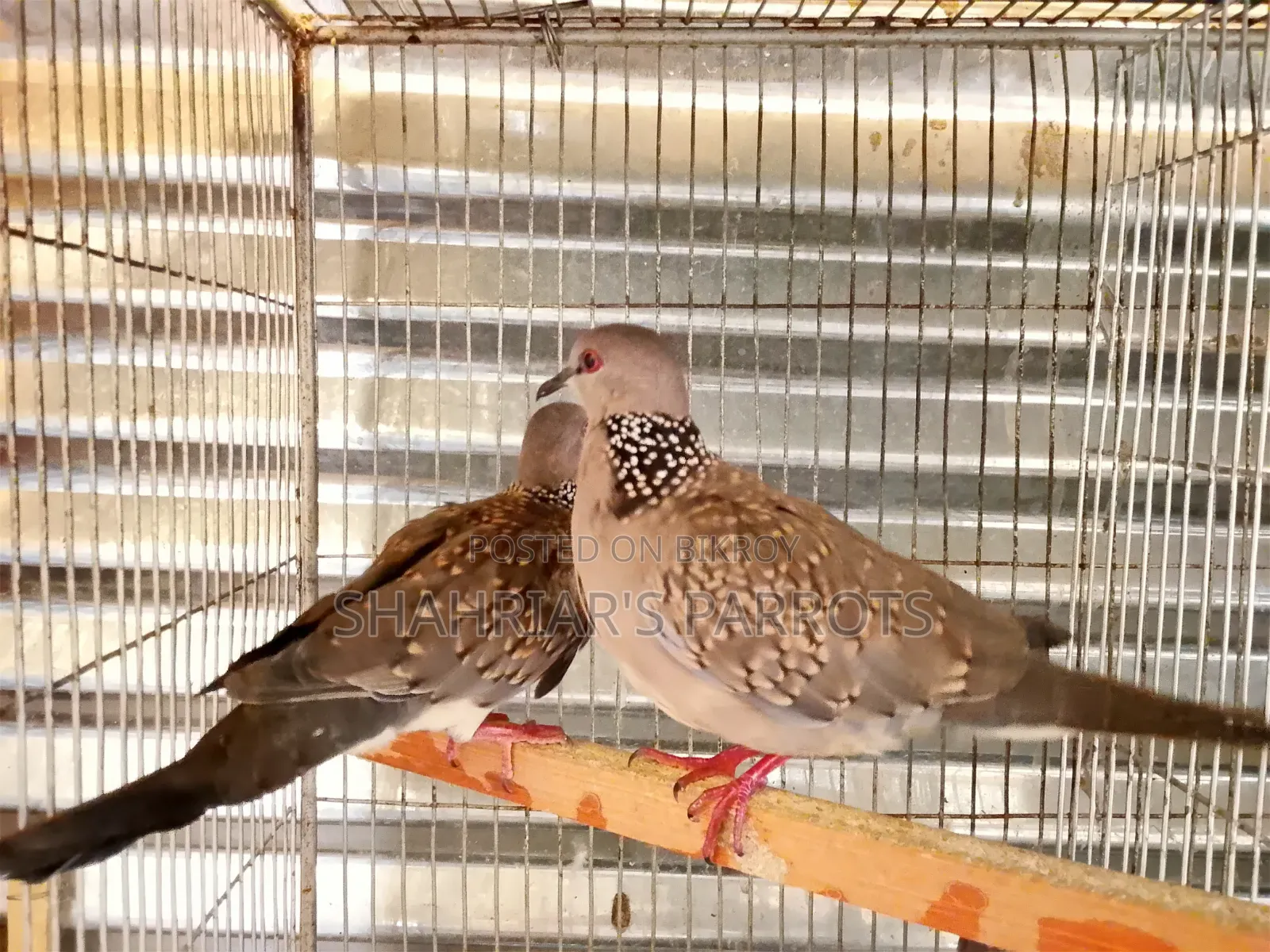 Running Dove