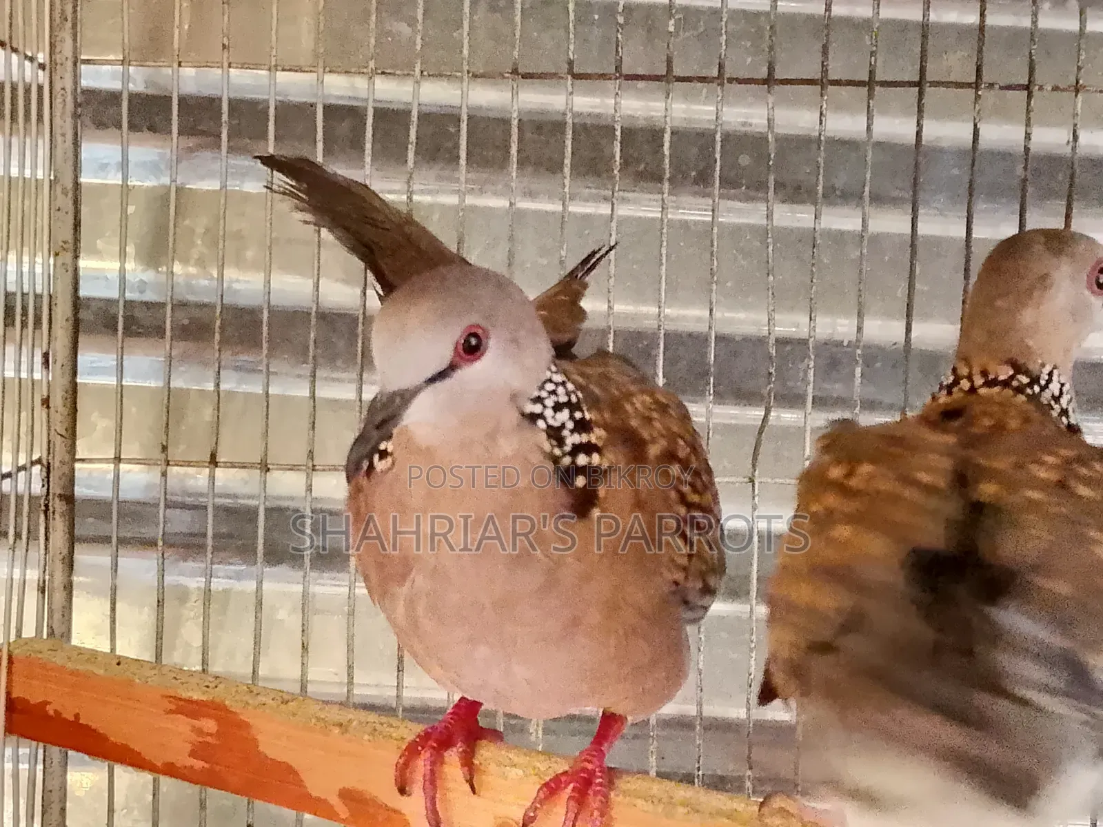 Running Dove
