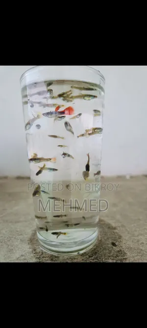 Mixed Guppy New Adult